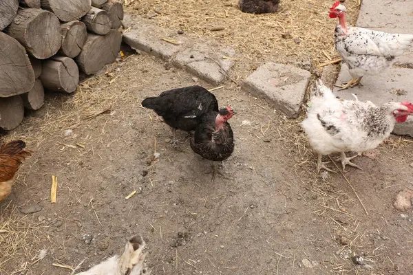 Tavuk avluda tavuk yiyor.