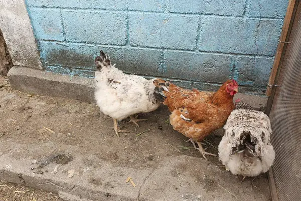 Çiftlikteki evcil tavuklar