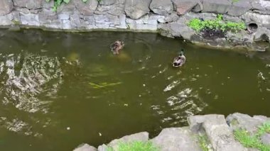 Parktaki küçük şelale yeşil ağaçlar