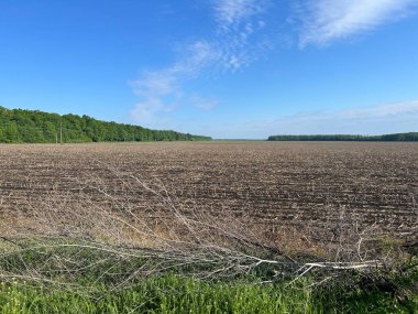 Arka planda yeşil alan olan bir ağacın dikey görüntüsü