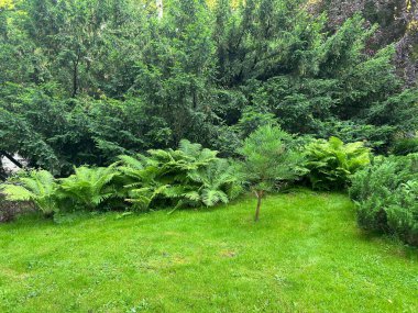 Yeşil çim ve ağaçların