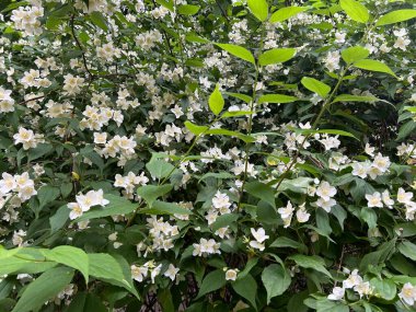 Bahçede beyaz çiçekler