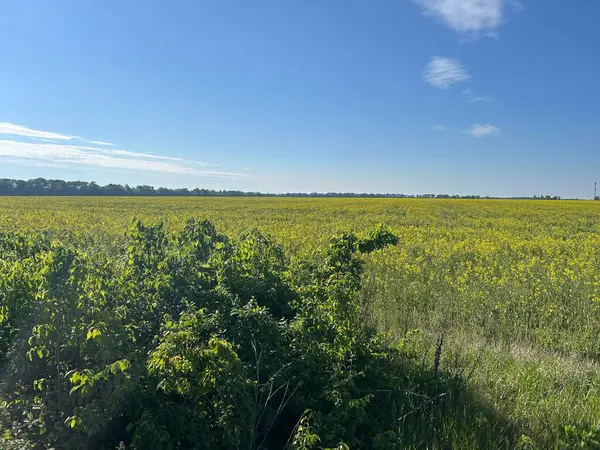 Yeşil bir tarlada sarı çiçekler