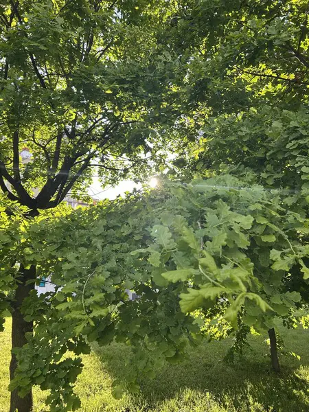 Ormanda yeşil yapraklar, bitki yaprakları