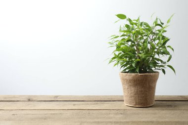 Ahşap bir arka planda saksıda saksı bitkisi