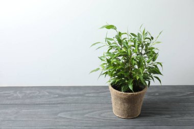 Ahşap bir arka planda saksıda saksı bitkisi