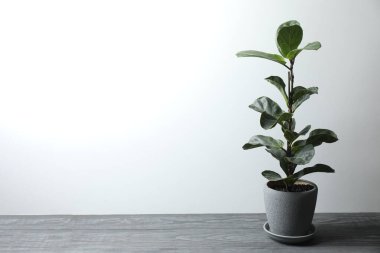 Ahşap bir arka planda saksıda saksı bitkisi