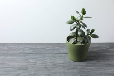 Ahşap bir arka planda saksıda saksı bitkisi