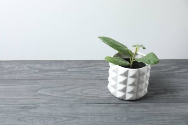 Ahşap bir arka planda saksıda saksı bitkisi