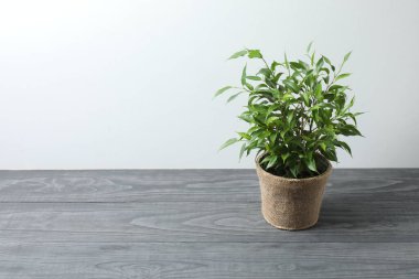 Ahşap bir arka planda saksıda saksı bitkisi