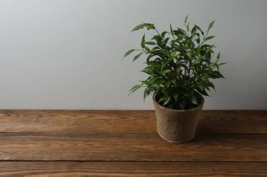 Ahşap bir arka planda saksıda saksı bitkisi