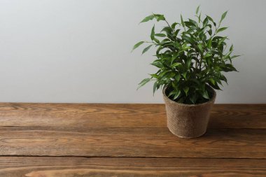 Ahşap bir arka planda saksıda saksı bitkisi