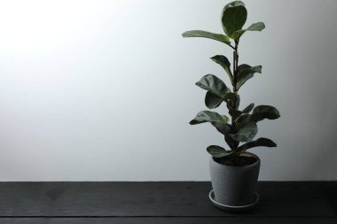 Ahşap bir arka planda saksıda saksı bitkisi