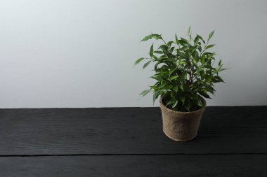 Ahşap bir arka planda saksıda saksı bitkisi