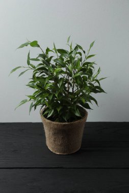 Ahşap bir arka planda saksıda saksı bitkisi