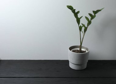 Ahşap bir arka planda saksıda saksı bitkisi