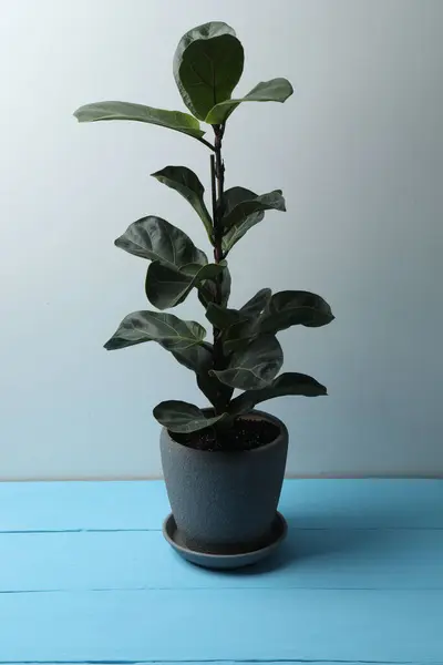 Ahşap bir arka planda saksıda saksı bitkisi