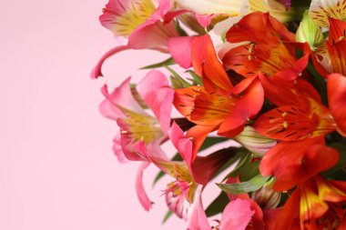 Pembe arka planda astromeria yakın plan