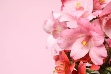 Pembe arka planda astromeria yakın plan