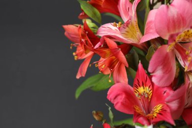 Astromeria siyah arka planda yakın plan