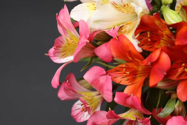 Astromeria siyah arka planda yakın plan