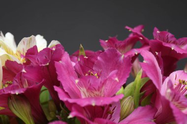 Astromeria siyah arka planda yakın plan