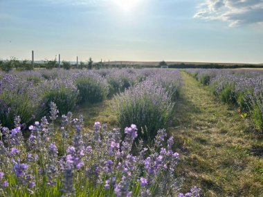 Yazın lavanta tarlası