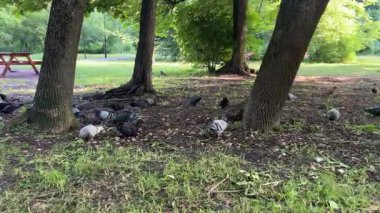 Bahçedeki bir grup kuş.