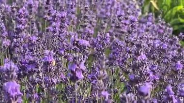 Lavanta tarlası, çiçeklerdeki arılar