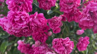 Rüzgarda sallanan pembe bir gül