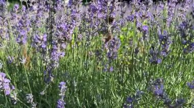 Alan lavanta çiçekleri