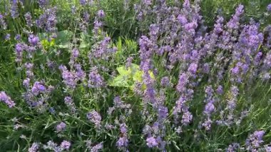 Bahçedeki güzel çiçekler