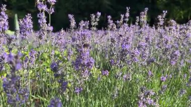 Bir lavanta tarlası ve güzel bir çiçek.