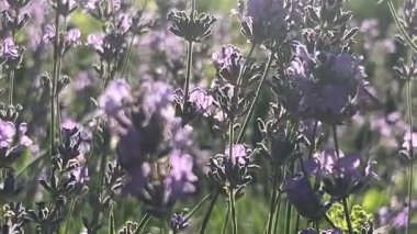 Bahçede Güzel Çiçekler