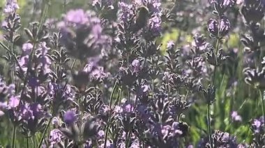 Lavanta çiçekleri, lavanta çiçeği, lavanta bahçesi
