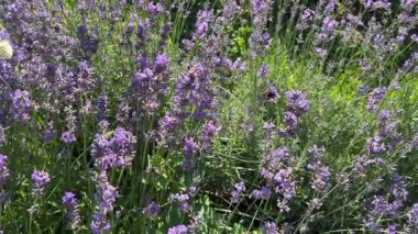 Bahçedeki güzel çiçekler