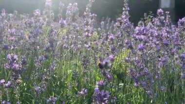 Bahçedeki güzel çiçekler