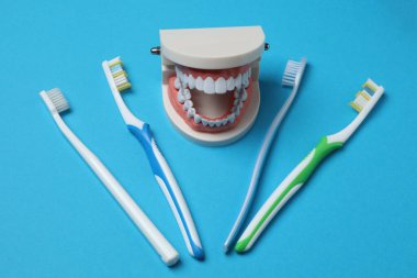 çene modeli, diş fırçası, mavi arkaplanda diş bakımı araçları