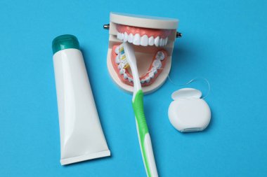 çene modeli, diş fırçası, mavi arkaplanda diş bakımı araçları