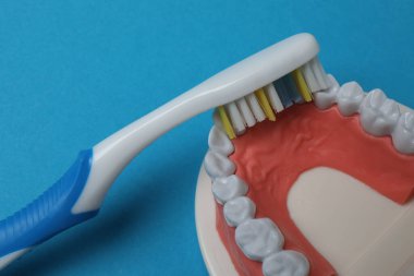 çene modeli, diş fırçası, mavi arkaplanda diş bakımı araçları