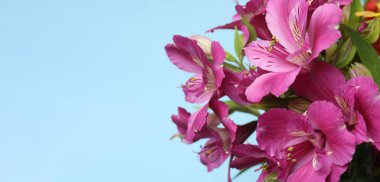 Bahçedeki güzel pembe çiçekler