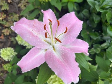 Bahçedeki güzel pembe çiçek