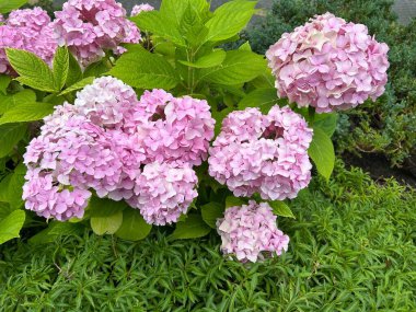 Bahçedeki güzel ortanca çiçekleri