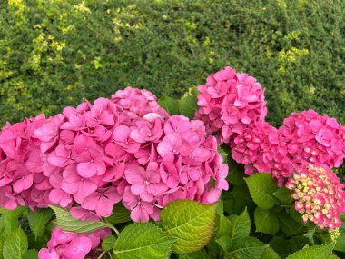 Güzel botanik fotoğrafı, doğal duvar kağıdı.