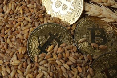 Bitcoin altın, buğday arka planında para