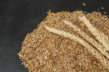 Bitcoin altın, buğday arka planında para