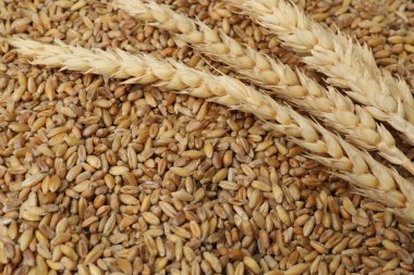 Bitcoin altın, buğday arka planında para