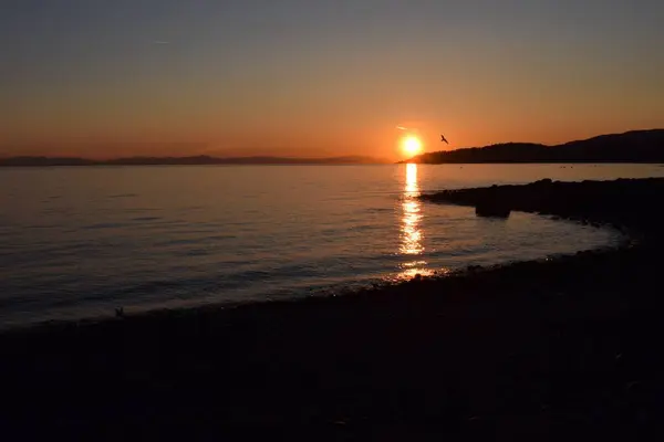 Batı Vancouver, Ambleside Sahili 'nde çarpıcı bir günbatımı. Altın güneş okyanusun üzerinde batıyor, suyun üzerine sıcak renkler döküyor. Yalnız bir martı süzülür, huzurlu kıyı manzarasına huzur katar..