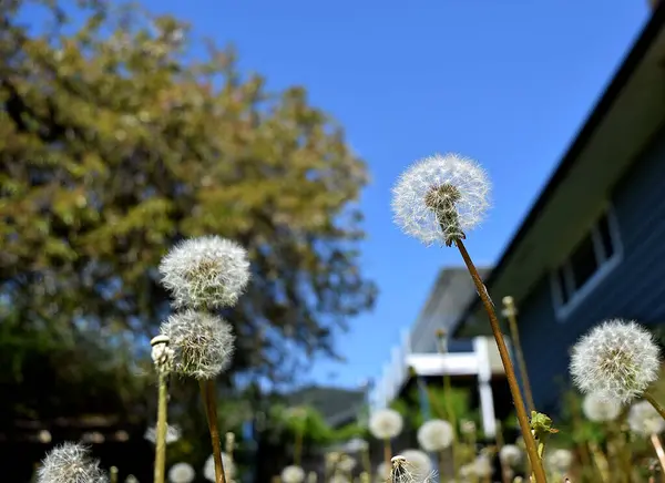 İnce bir gövde üzerinde dinlenen karahindiba tohumları yakın plan, ince ince ipeksi iplikçikler ile süslenmiş hassas doğayı vurguluyor sanatçılık