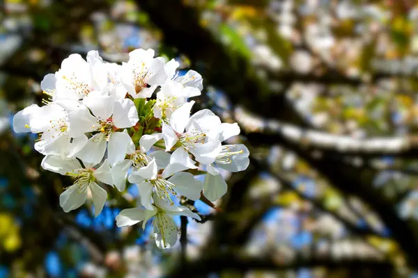 Zarif beyaz kiraz çiçeklerinin yakın plan çekiminde sarı erik çiçekleri tam çiçeklenir. Kuzey Vancouver 'da çekilmiş. Yumuşak bir zemine karşı baharın yenilenmesini yakalıyor..